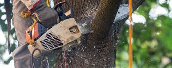 How Our Tree Care Process Works  in  Mount Sterling, OH